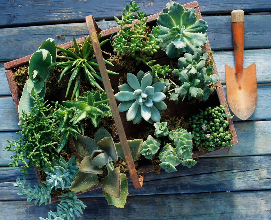 Embrace the Green: Creative Succulent Garden Ideas to Brighten Your Day