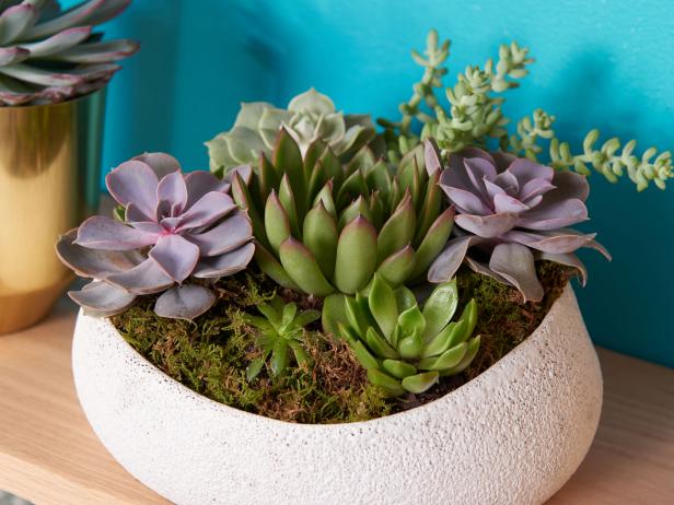 Cultivating Tranquility: Self-Care through Succulent Planting