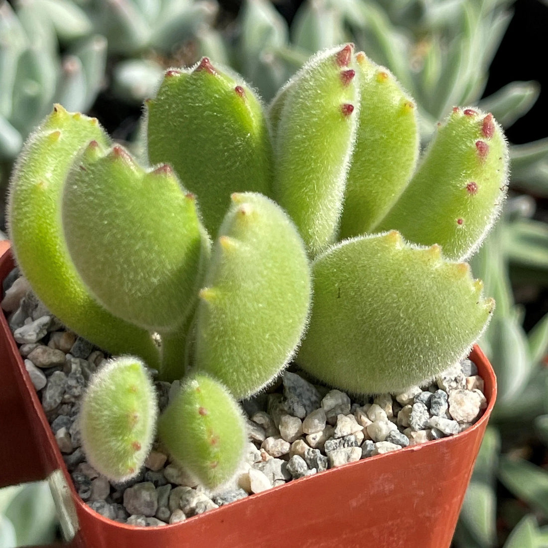 Bear Claw Succulent Propagation: How to Multiply Your Plant's Charming Claws