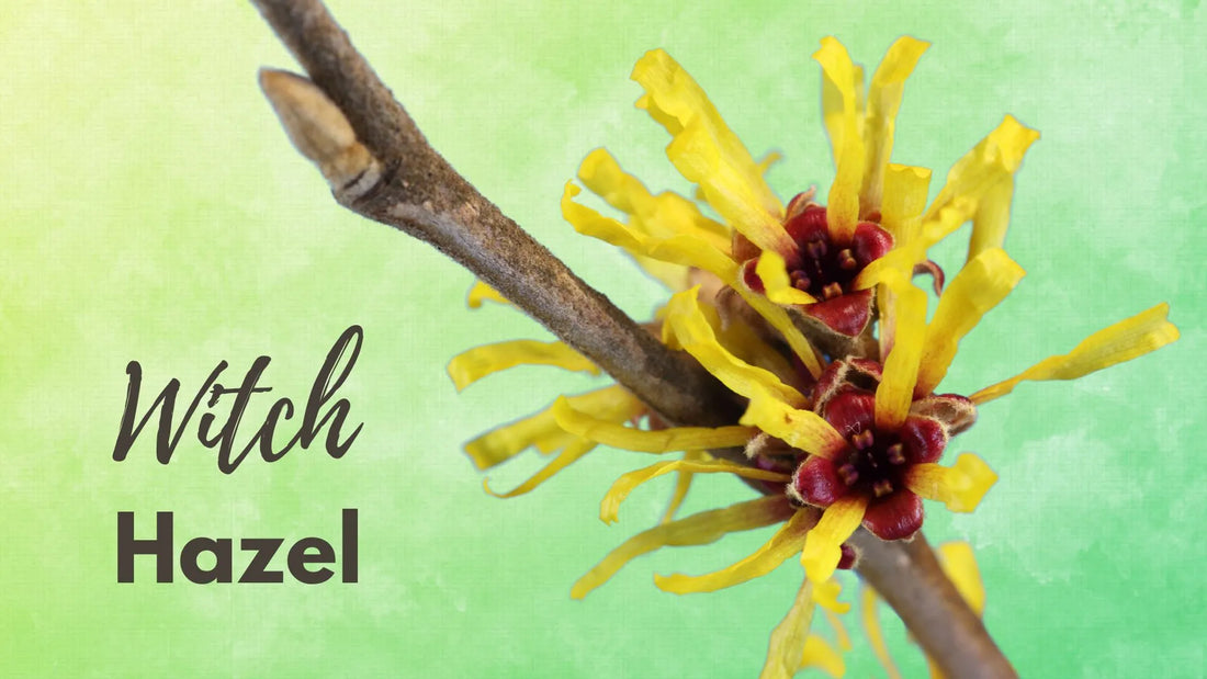 Witch-Hazel: The Magical Elixir for Clear and Glowing Skin!