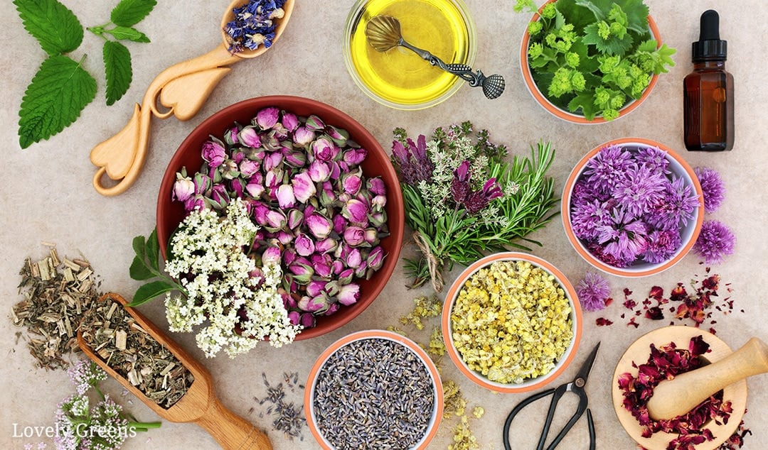 Plant-Powered Beauty: DIY Skincare Recipes Using Homegrown Herbs