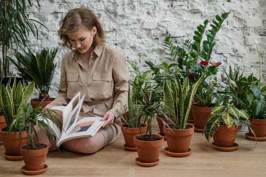 Plant-Powered Wellness: Elevate Your Space and Mind with the Magic of Greenery