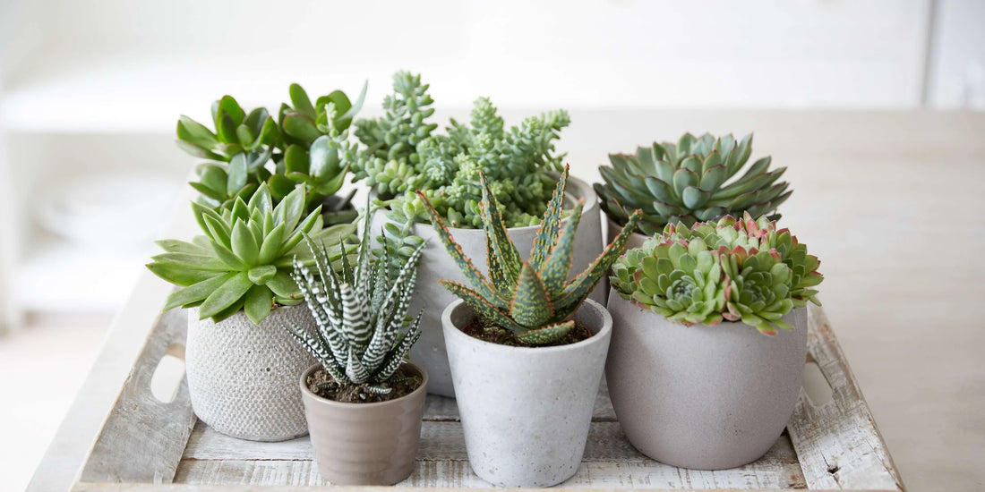 Low-Maintenance Marvels: Choosing the Easiest Succulents for Self-Care